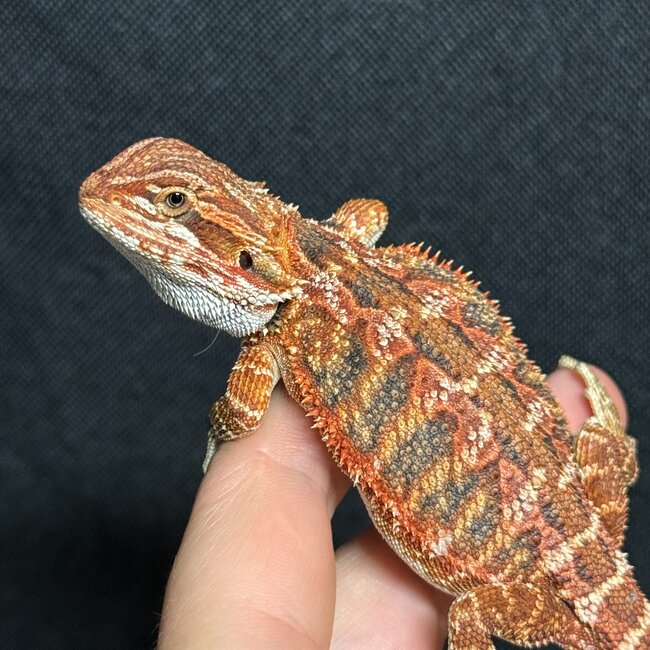 50% Red Monster Blue Bar Bearded Dragon 'p'