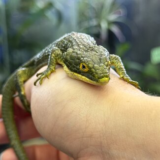 Mexican Alligator Lizard - Dark