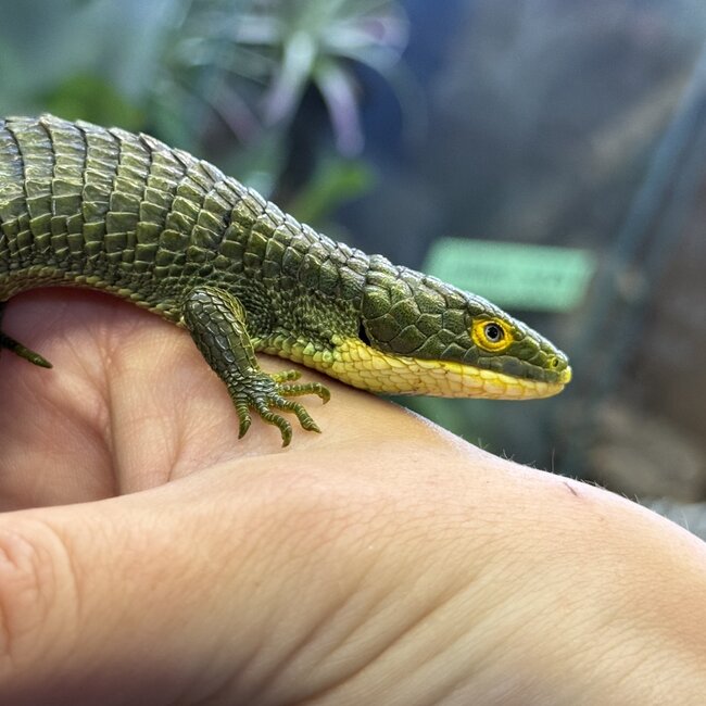 Mexican Alligator Lizard - Dark