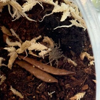 Giant Black Armored Trapdoor Spider, 0.25" Liphistius jarujini