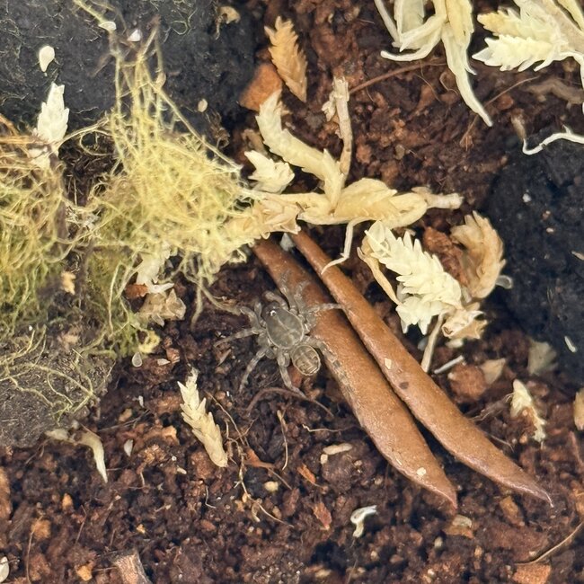 Giant Black Armored Trapdoor Spider, 0.25" Liphistius jarujini