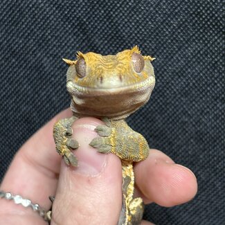 Pinstripe Crested Gecko '5B'
