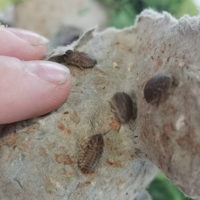 Live Discoid Roaches Small (individual)