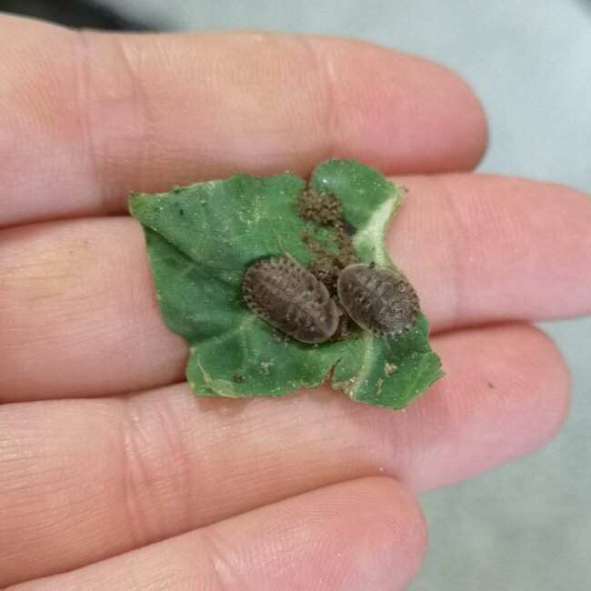 Live Discoid Roaches Small (individual)