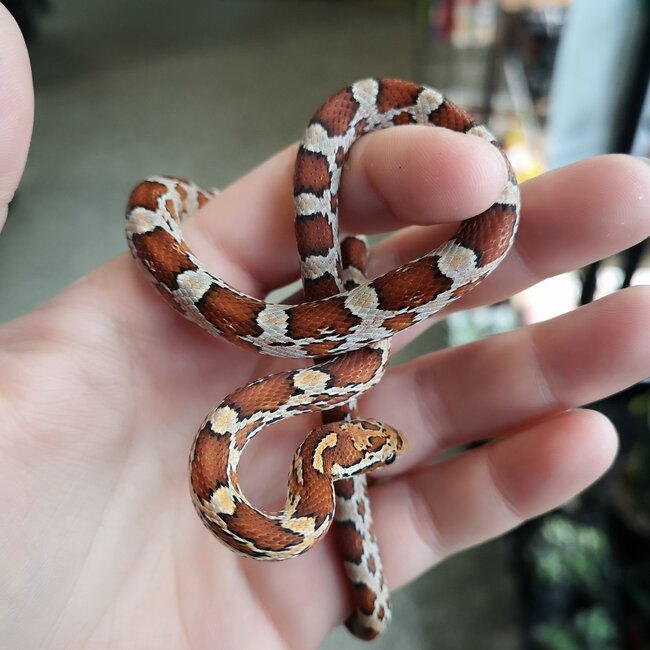 Diffused Corn Snake Female 2025