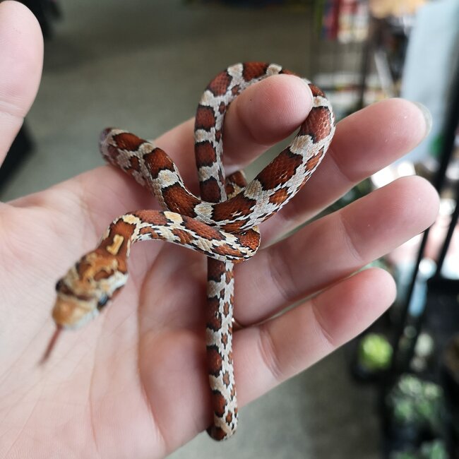 Diffused Corn Snake Female 2025