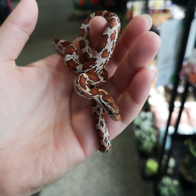 Diffused Corn Snake Female 2025