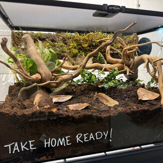 Custom ReptiZoo Terrarium with Moss Mushroom Background 19.5x12x13.5"
