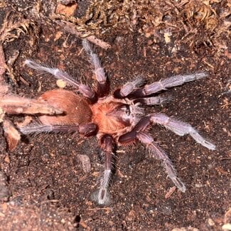 Citharacanthus cyaneus 2.5”, Costa Rican Blue Front Tarantula