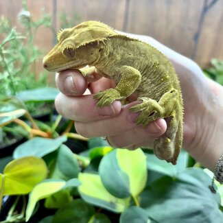 Crested Gecko 'Ralph' SP