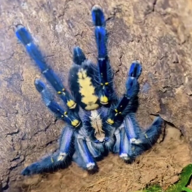 Poecilotheria metallica, Gooty Sapphire Ornamental 1-1.5" Tarantula
