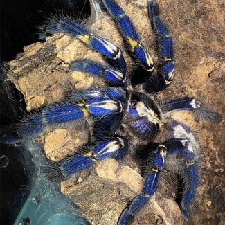 Poecilotheria metallica, Gooty Sapphire Ornamental 1-1.5" Tarantula