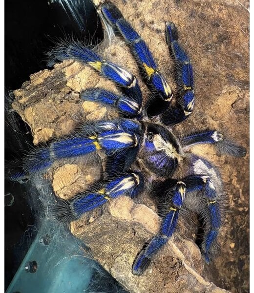 Poecilotheria metallica, Gooty Sapphire Ornamental 1-1.5" Tarantula