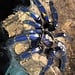 Poecilotheria metallica, Gooty Sapphire Ornamental 1-1.5" Tarantula