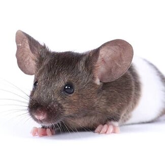 PREORDER Live Fancy Mice - Two Tone