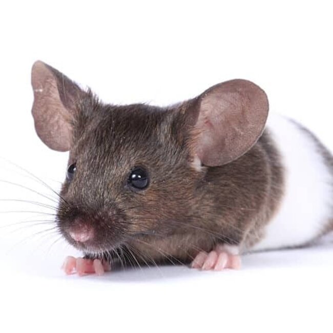 PREORDER Live Fancy Mice - Two Tone