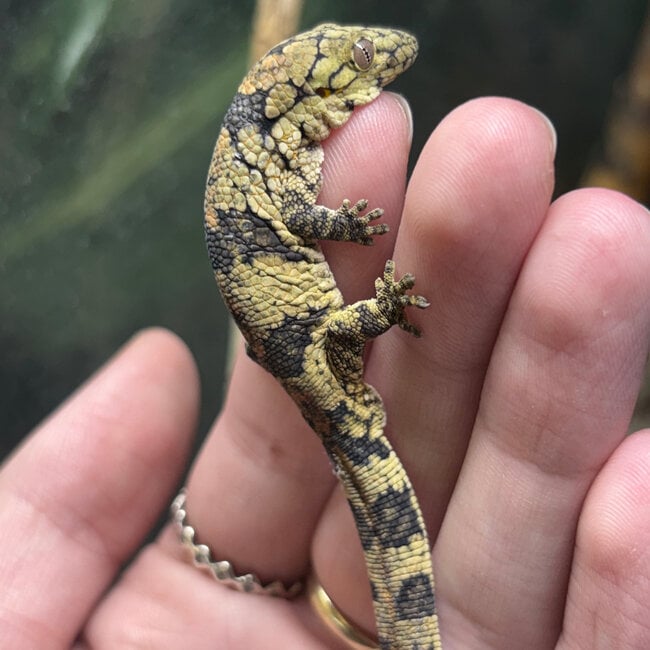 Chameleon Gecko, Eurydactylodes Male