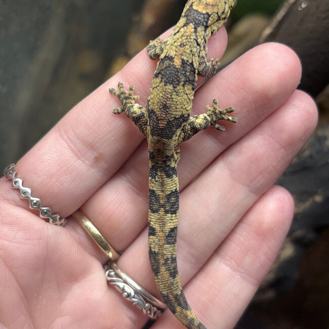 Chameleon Gecko, Eurydactylodes Male