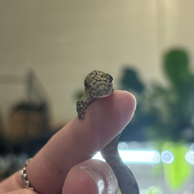 Chameleon Gecko, Eurydactylodes Male