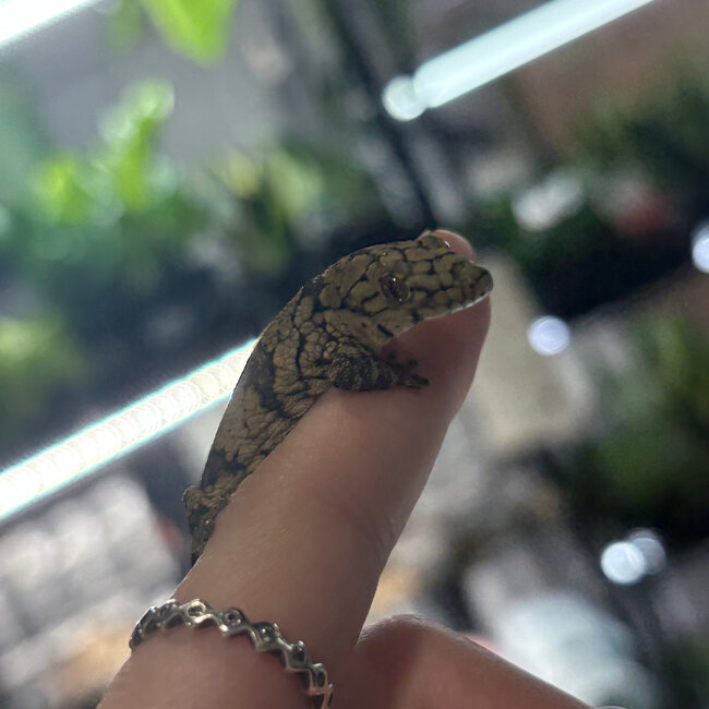Chameleon Gecko, Eurydactylodes Male