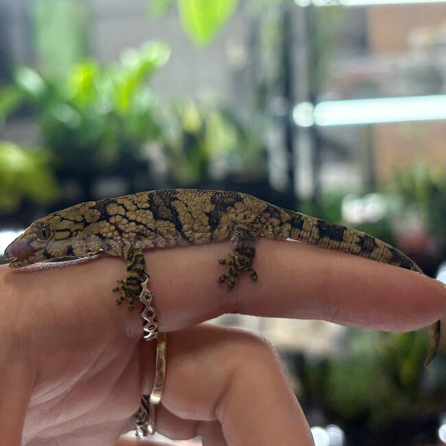 Chameleon Gecko, Eurydactylodes Male