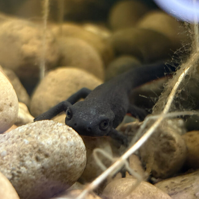Chinese Fire Belly Newt