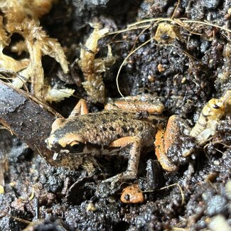 Pigmy Butlers Frog, Microhyla Butleri