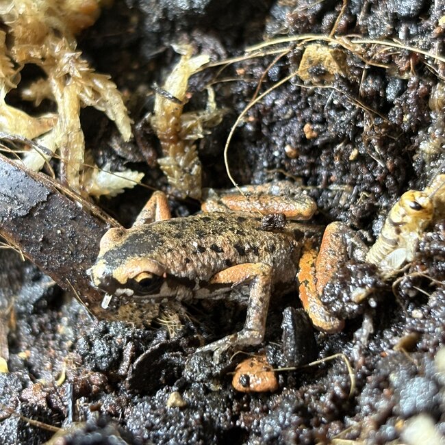 Pigmy Butlers Frog, Microhyla Butleri
