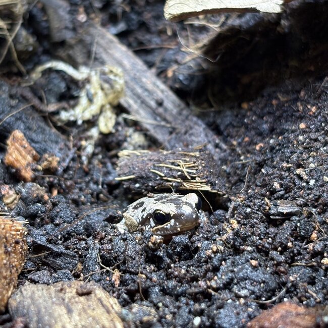 Pigmy Butlers Frog, Microhyla Butleri