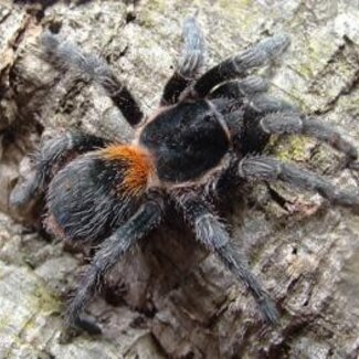 Homoeomma chilensis, Dwarf Chilean Flame Tarantula 1/4"