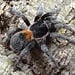 Homoeomma chilensis, Dwarf Chilean Flame Tarantula 1/4"