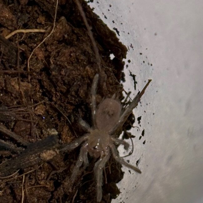 Homoeomma chilensis, Dwarf Chilean Flame Tarantula 1/4"