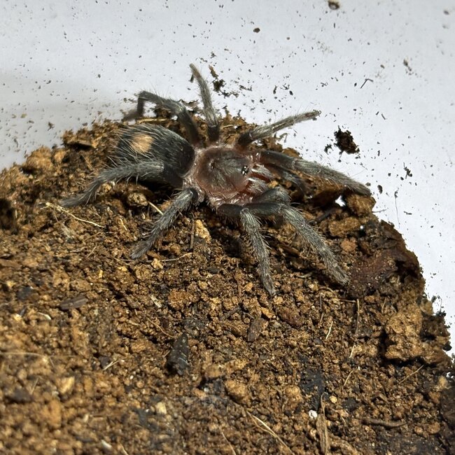 Hapalotremus major, Peruvian White Banded Tarantula