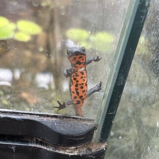 Chinese Fire Belly Newt