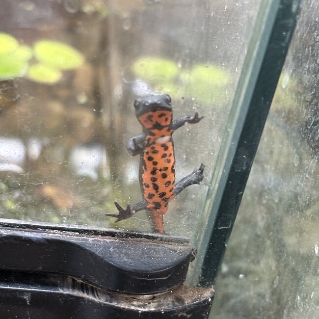 Chinese Fire Belly Newt