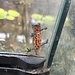 Chinese Fire Belly Newt