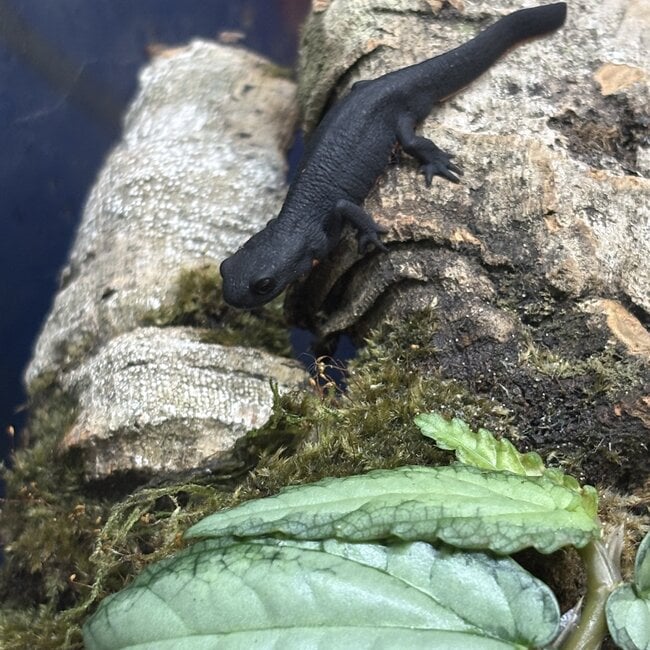 Chinese Fire Belly Newt