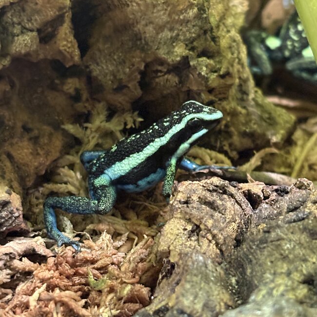 Ameeriga bassleri 'Blue Chrome Dart Frog