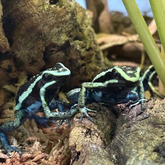 Ameeriga bassleri 'Blue Chrome Dart Frog
