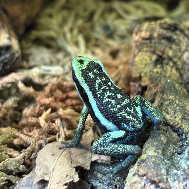 Ameeriga bassleri 'Blue Chrome Dart Frog
