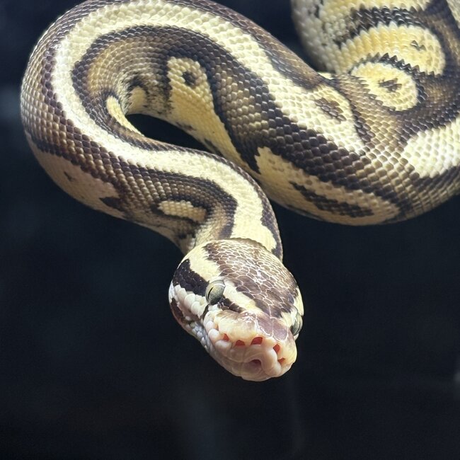 Ball Python 'Toast' SP