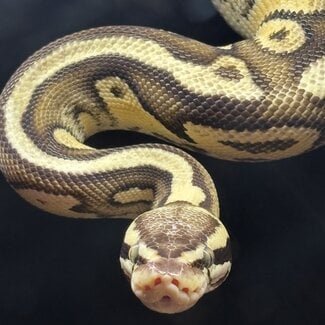Ball Python 'Toast' SP