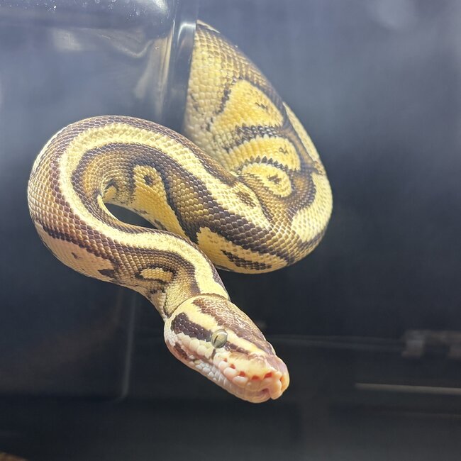 Ball Python 'Toast' SP