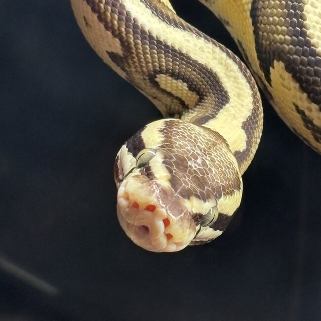 Ball Python 'Toast' SP