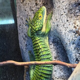Mexican Alligator Lizard - Dark