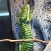 Mexican Alligator Lizard - Dark