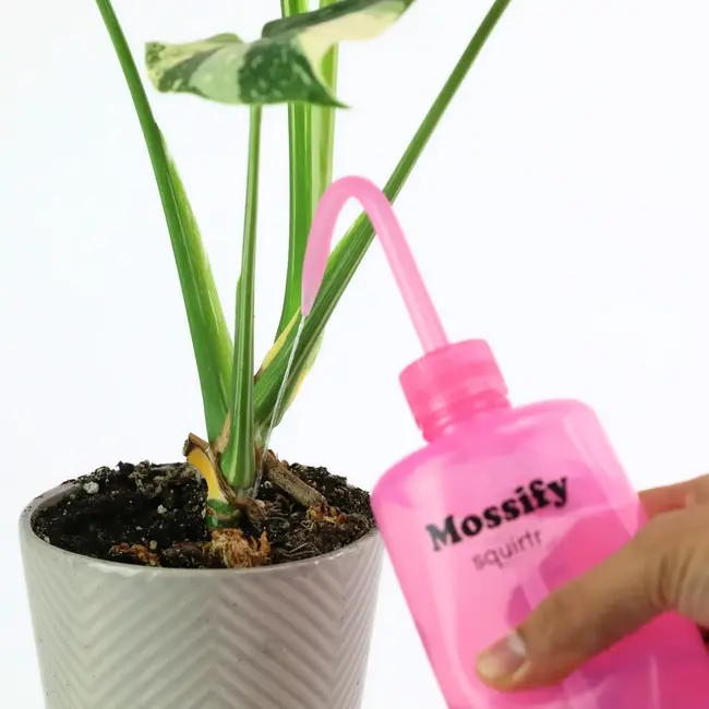 Mossify squirtr Bottle Pink