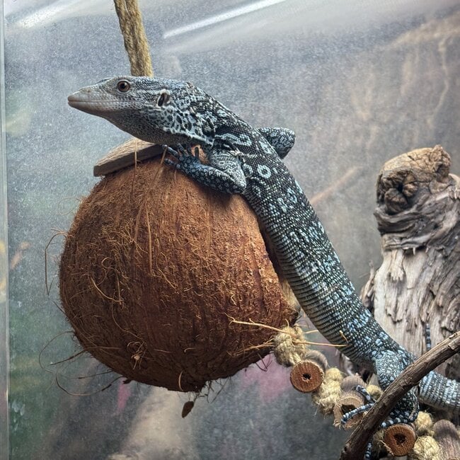Blue Spotted Tree Monitor, Varanus macraei