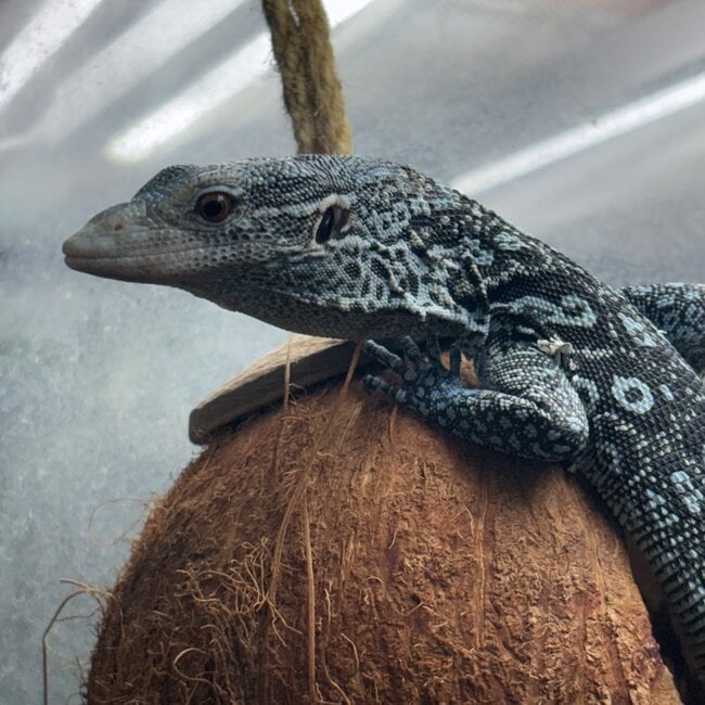 Blue Spotted Tree Monitor, Varanus macraei