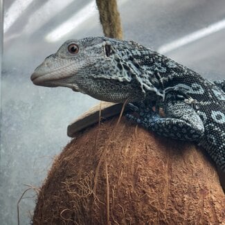 Blue Spotted Tree Monitor, Varanus macraei